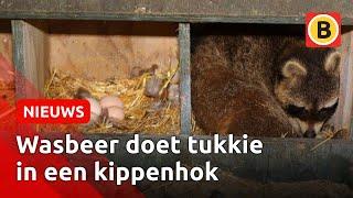 Wéér een wasbeer gevonden: 'Gevaar voor natuur!' | Omroep Brabant