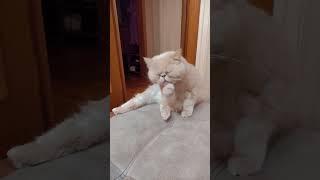 Зефир #котики#милыйкотик#умора#видосики#видео#