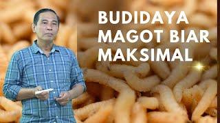 BUDIDAYA MAGOT BIAR MAKSIMAL