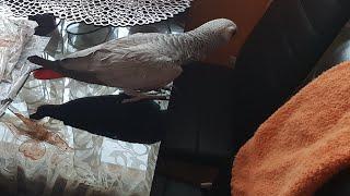 Наблатыканный попугай матершинник говорит с хозяином любвеобильный попугай Рико