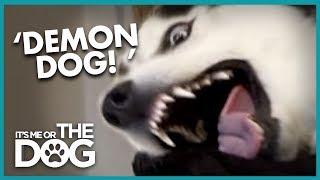 Diesel The 'Demon' Husky | It's Me or the Dog