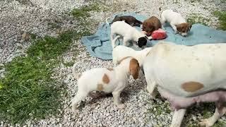 The New Mother is So Happy in The Shelter with Her Puppies - Takis Shelter