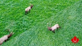 3 Large Elk Caught Up-Close with a Drone. September 2024, Mission, British Columbia 