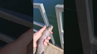 The Most EPIC Release Video?!  #shorts #trending #fishing #viral #fish #trout #pretty #lake #fall