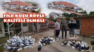 PALA REMZİ ABİMİZİN  SİYAH GÜLLÜ GÜMÜŞKUYRUK  GÖV GÜMÜŞKUYRUK FİLO VE BURSA OYNARI KÜMESLERİ