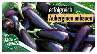 Auberginen erfolgreich anbauen | Gemüseanbau im Garten