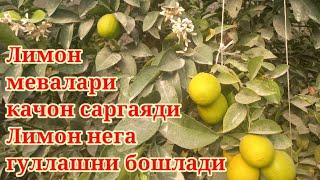 15 - ноябрь Лимондаги кора могор касаллиги Барглар тукилиши ва нима сабаб гуллашлиги