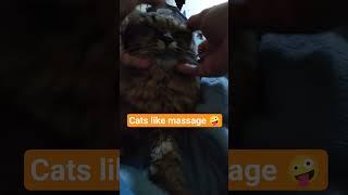 My cats get massage treatment #kitten #catmassage #catspa #cat #catspurring #relaxingmassage #shorts