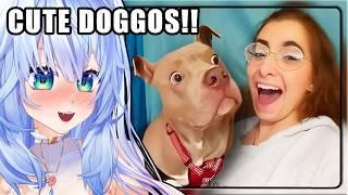 WHO'S A GOOD BOY???? | Mifuyu Reacts to Daily Dose of Internet Best Dog Videos of the Decade