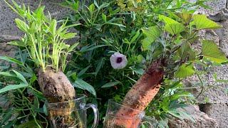 زراعة البطاطا الحلوة 🪴 Sweet Potato Growing