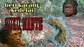 Nekat masuk hutan untuk beri kacang kedelai ke suku mante l kasih makan suku mante