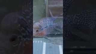 Bonsei Short body Flowerhorn #flowerhorn #cichlid #fish #cichlidtank