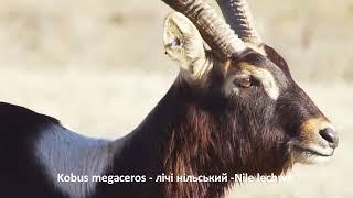 Kobus megaceros (=Onotragus megaceros)  - лічі нільський - Nile lechwe