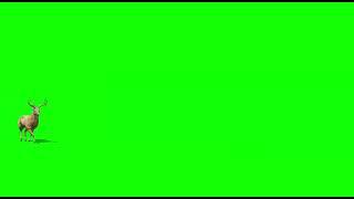 Deer (animals )Green Screen Video - Effects Market App