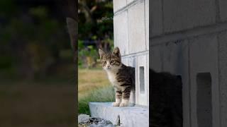 #66 Funny Cat videos  #meowing #memes #cute