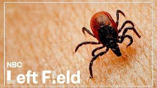 Lyme Disease: Is The Tick-Borne Illness Even Real?