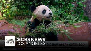 Giant pandas become newest members of the San Diego Zoo