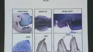 Wings, Legs, and Fins: How Do New Organs Arise in Evolution? with Neil Shubin