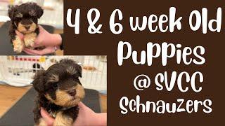 4 & 6 Week Old Puppies at SVCC Schnauzers