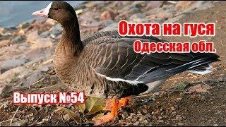 Охота на гуся | Одесская область | Выпуск №54 (UKR)