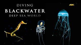 Blackwater Diving 4K Stunning Underwater Video Anilao | 絢麗的黑水攝影深海影片