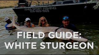 Field Guide: White Sturgeon