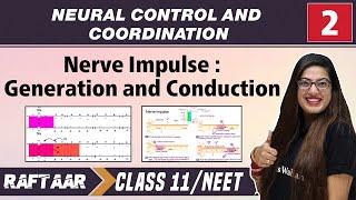 Neural Control and Coordination 02 || Nerve Impulse : Generation and Conduction || Class11/NEET