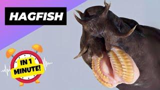 Hagfish  This Fish Eats From INSIDE! | 1 Minute Animals