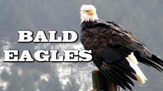 All About Bald Eagles for Kids: Animal Videos for Children - FreeSchool