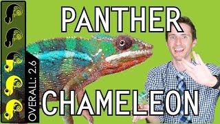 Panther Chameleon, The Best Pet Lizard?
