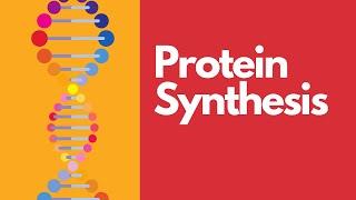 Protein Synthesis in Simple Terms