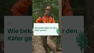 Borkenkäfer im Wald: So erkennst du den Befall und handelst richtig! | Waldwissen vom Forstmeister