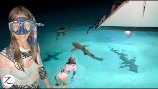 SHARKS SWARM our boat (so we SWIM with them!) Ep 275