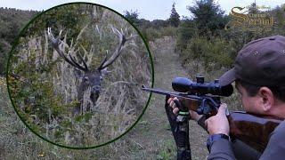 Trophy red deer hunting in Croatia 2021. - Polum - KTC d d