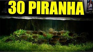 700 GALLON PIRANHA AQUARIUM - 4 YEARS LATER - shocking results - monster fish tank - the king of DIY