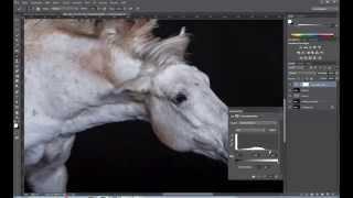 Pferde im mobilen Studio