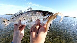 How to catch Trout on Z-Man Jerk Shadz