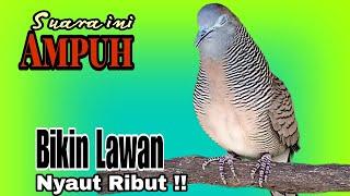 SUARA PERKUTUT GACOR PANCINGAN  AMPUH BIKIN SEMUA PERKUTUT JADI NYAUT LANGSUNG BUNYI