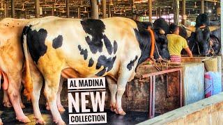 Biggest Cow Farm in Bangladesh 2020 | AL Madina Cattle Farm 2021 | Big big cow 2021