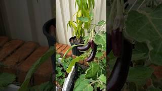 Eggplants, One Plant 33 fruits, #eggplant  #youtubeshorts #shortsvideo #gardentricks