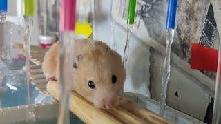 Самое сложное испытание для хомячка AquaQuest в 2 этажа /   New AquaQuest for syrian hamster  !!!