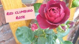 Planting a Red Climbing Rose in Mum's Front Garden - London, UK