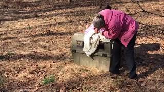 Bobcat Release