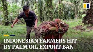 Indonesian farmers hit by palm oil export ban, imposed to curb shortage