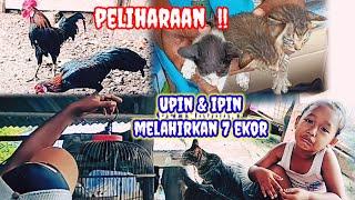 KESEHARIAN DI RUMAH BERMAIN DENGAN ANAK DAN PELIHARAAN @MANG TOMO CHANNEL