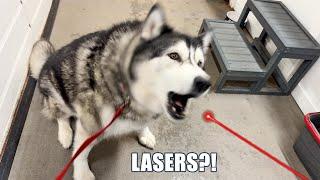 Husky Argues With Therapist About Lasers!