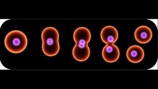 Binary fission in bacteria