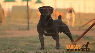 SOUTH AFRICAN BOERBOEL Dogs Beautiful