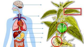 Несколько Секретов какие Болезни Лечит Крапива! Невероятно Мощные Целебные Свойства