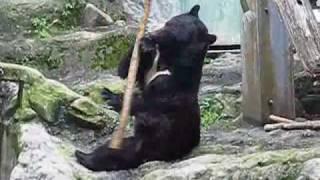 Kung Fu Bear- Unedited Footage(NOT FAKE!)-ORIGINAL